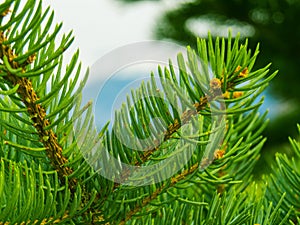 Montana pine branches