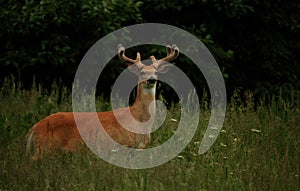 Montana Whitetail Buck in Velvet