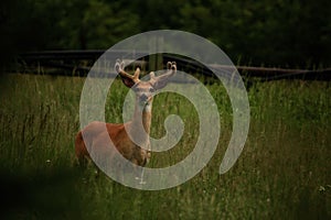 Montana Whitetail Buck in Velvet Part II