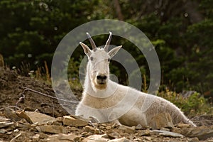 Montana wildlife