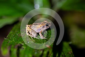 Montane dink frog, Diasporus hylaeformis photo