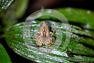 Montane dink frog, Diasporus hylaeformis photo