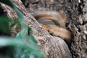 Montane egg-eating snake