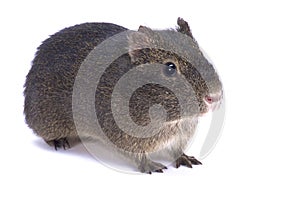 Montane guinea pig, Cavia tschudii