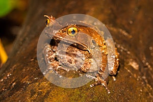 Montane Horned Frog