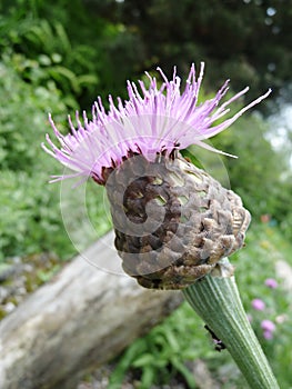 Montane knapweed