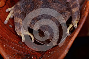 Montane Large-eyed Litter frog