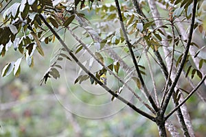 Montane Oriole or Mountain Oriole