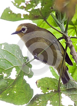 Montane white-eye bird standing on leaf