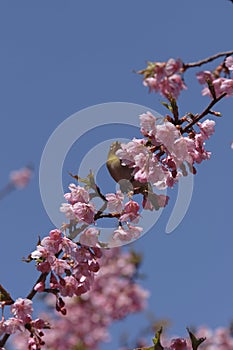 Montane White-eye with Cherry blossoms