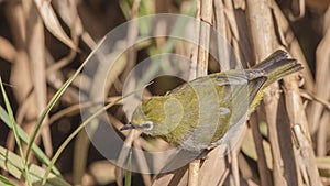 Montane White-eye Looking Forward