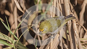 Montane White-eye on Reed Looking Down