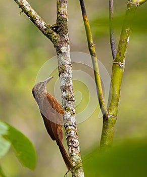 A Montane Woodcreeper holding on a log photo