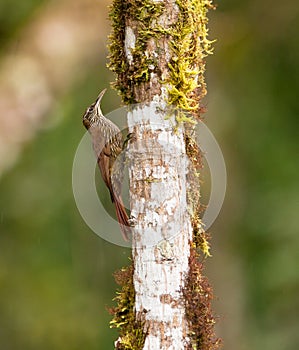 A Montane Woodcreeper on a log