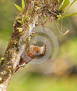 A Montane Woodcreeper with spiderÂ´s web