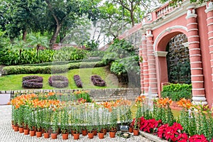 Montanha Russa Garden with lily and poinsettia blossom photo