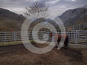 MontaÃÂ±as y caballos en invierno photo