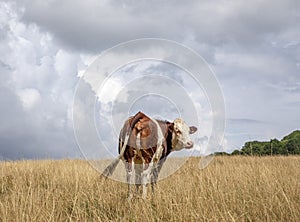 Krava. hľadá oddelenie mávanie chvost krava stojany v tráva v francúzsko 