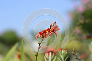 Montbretia Birgitta