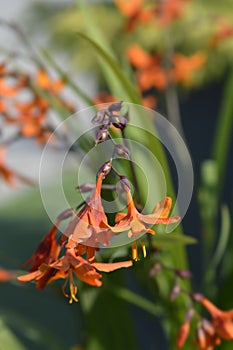 Montbretia Emily McKenzie