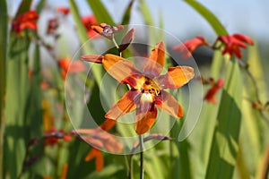 Montbretia Emily McKenzie