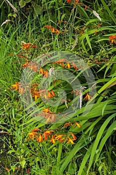 Montbretie, Crocosmia plant with orange coloured blossoms