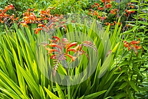 Montbretie, Crocosmia plant with orange flowers