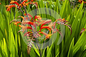 Montbretie, Crocosmia plant with orange flowers