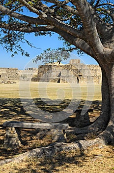 Monte Alban pyramids behind green tree