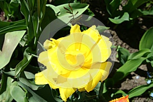 Monte Carlo terry tulip