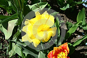 Monte Carlo terry tulip