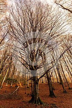 Monte Cucco fagus forest in autumn