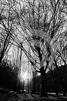 Monte Cucco forest at sunset with low sun filtering through tree