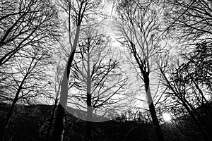 Monte Cucco forest at sunset with low sun filtering through tree