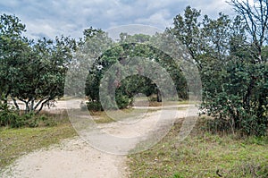 Monte el Pardo forest in Madrid, Spain photo