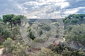 Monte el Pardo forest in Madrid, Spain photo