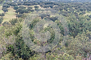 Monte el Pardo forest in Madrid, Spain photo