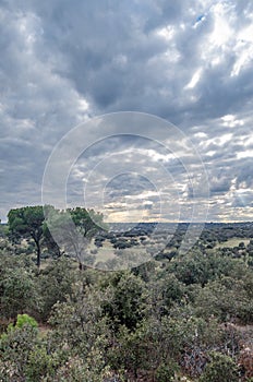 Monte el Pardo forest in Madrid, Spain photo