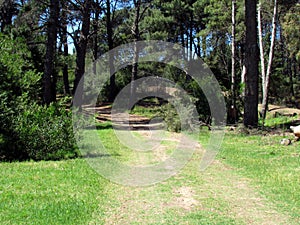 Monte Hermoso Pine trees Municipal Park