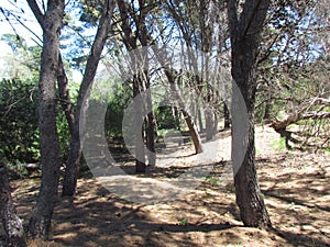 Monte Hermoso Pine trees Municipal Park