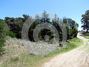 Monte Hermoso Pine trees Municipal Park