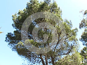 Monte Hermoso Pine trees Municipal Park