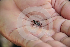 Monte Iberia eleuth frog Eleutherodactylus iberia, the smallest frog in the world 8 to 10 mm, near Baracoa, eastern Cuba photo