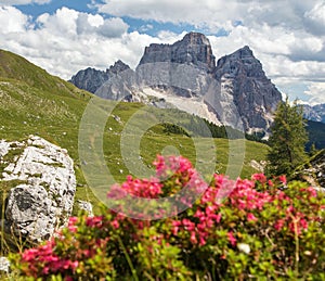 Monte Pelmo red mountain flowers Alps Dolomites mountain