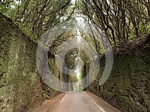 Monte verde en Tenerife. Green forest in Tenerife photo