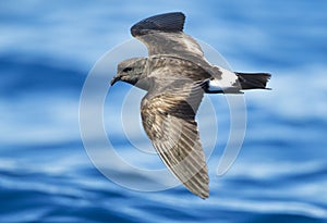 Monteiro's Stormvogeltje, Monteiro's Storm Petrel, Oceanodroma m