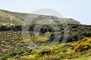 Montejunto Mountain with Pinus pinea plantation photo