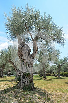 Montenegro, Bar, ancient olive tree