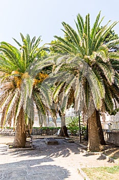 Montenegro: palm trees in the old Budva