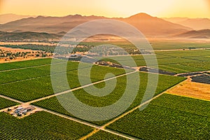 Montenegro vineyards field - aerial